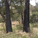 Big Cone Campground
