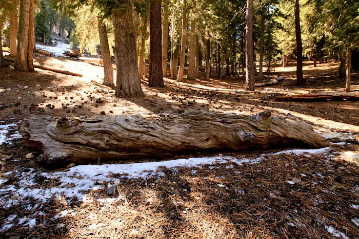 Little Jimmy Trail Camp Picture 4