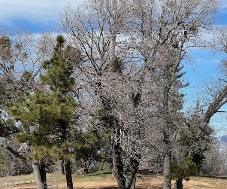 Sawmill Campground