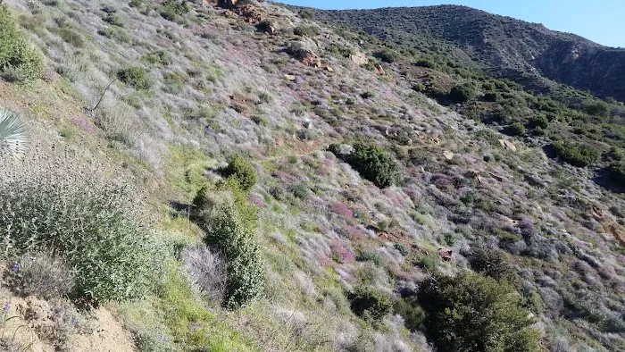 Sespe Camp Picture 2