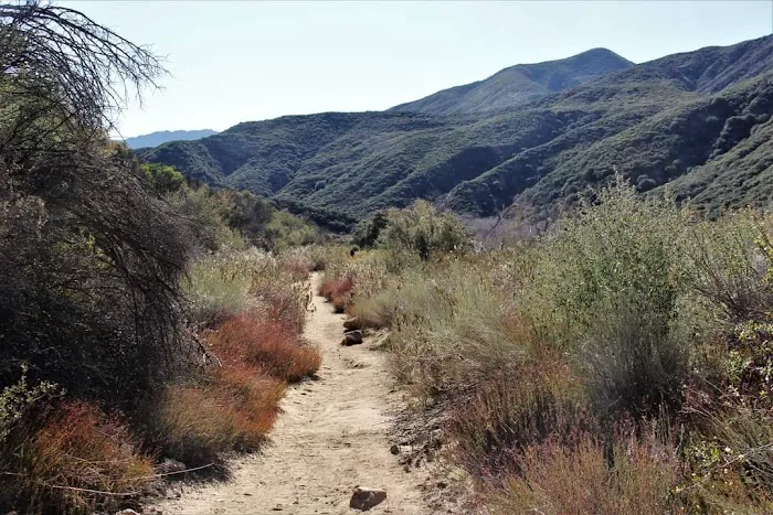 Sespe Hot Springs Palm Camp Picture 8