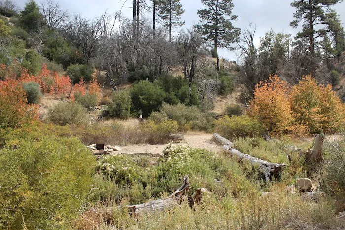 Little Mutau Campground Picture 2