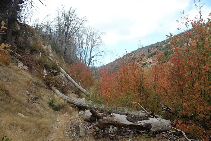 Little Mutau Campground Picture 3