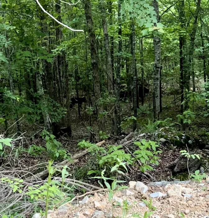 Screaming Eagle Cabins Picture 9
