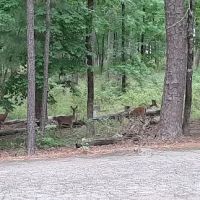 Brushy Creek Campground ico