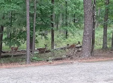 Brushy Creek Campground