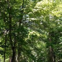 Big Falls Campground & Horse Camp ico