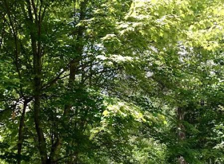 Big Falls Campground & Horse Camp