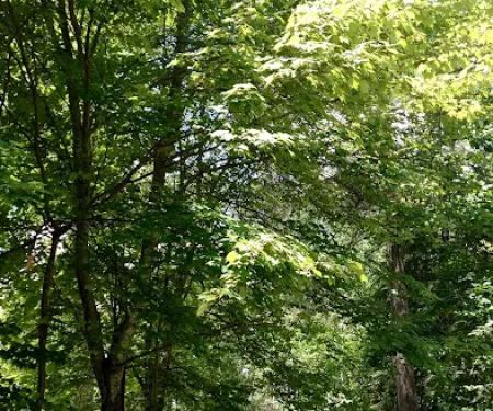 Big Falls Campground & Horse Camp