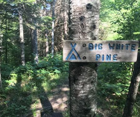 Big White Pine Camp