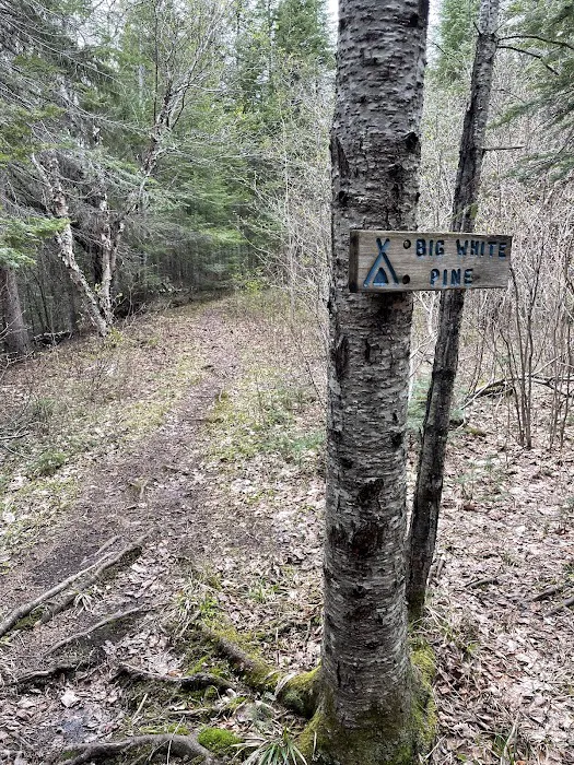 Big White Pine Camp Picture 2