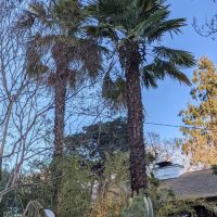 Trees Mobile Home Park ico
