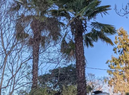 Trees Mobile Home Park