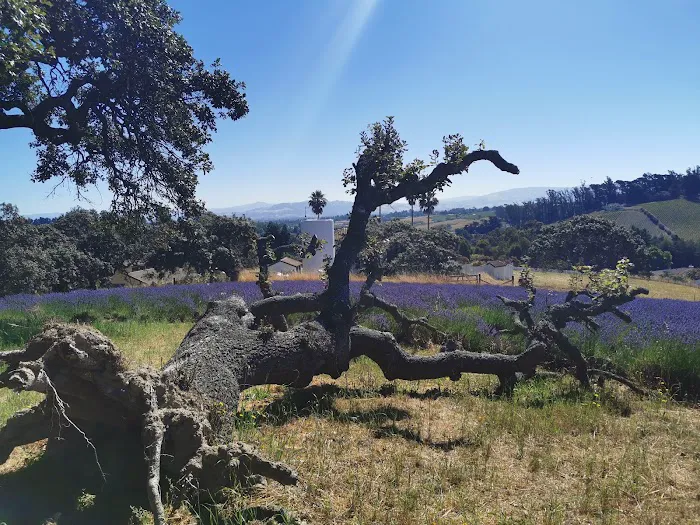 Rancho Verde Picture 4