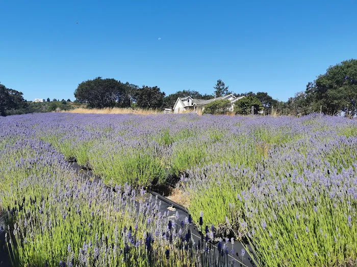 Rancho Verde Picture 6
