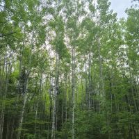 Echo Lake Campground ico