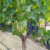 Rancho De Napa Mobile Estates ico