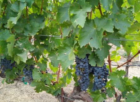 Rancho De Napa Mobile Estates