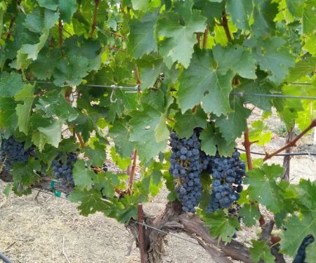 Rancho De Napa Mobile Estates