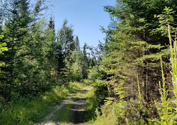 Hungryman Forest Campground Picture 2