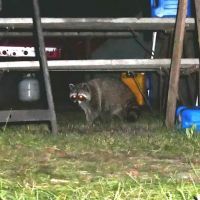 Ft Francis Campsite Voyager ico