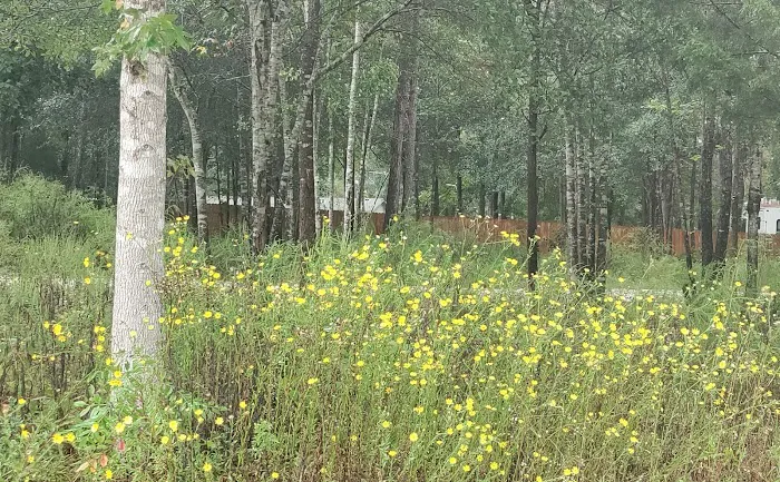 12 Acre Woods RV Park, LLC Picture 6