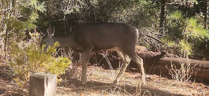King's Canyon National Park Azalea Campground Picture 4