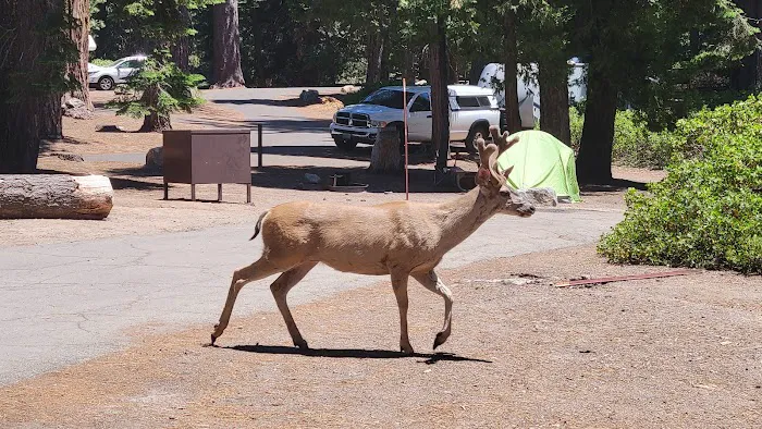 Azalea Campground Picture 1