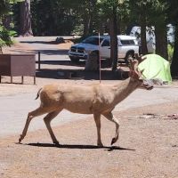 Azalea Campground ico