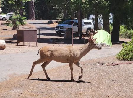 Azalea Campground