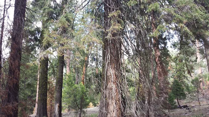 Crystal Springs Campground Picture 4