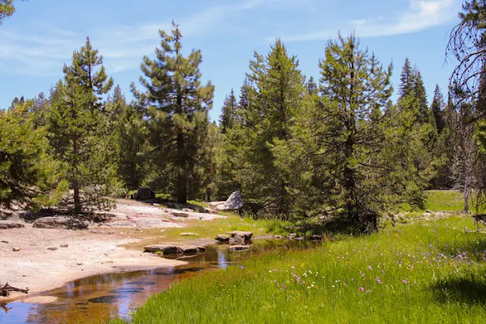 Far Meadow Picture 2