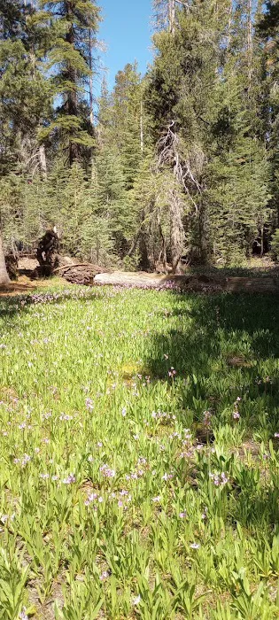 Trapper Springs Campground Picture 7