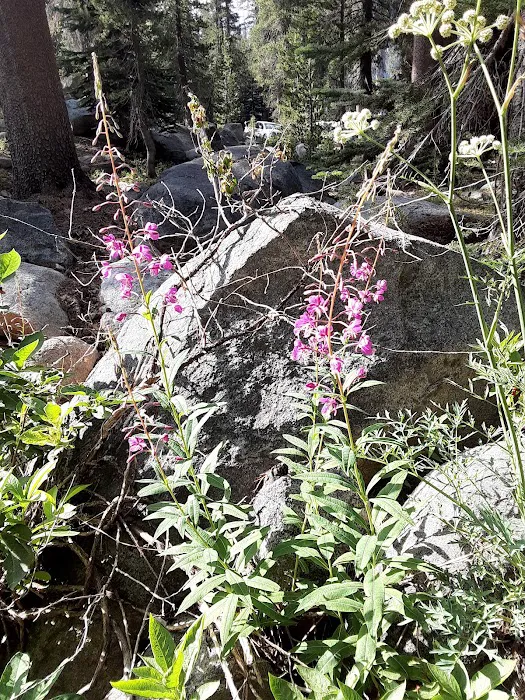 Badger Flat Campground Picture 3