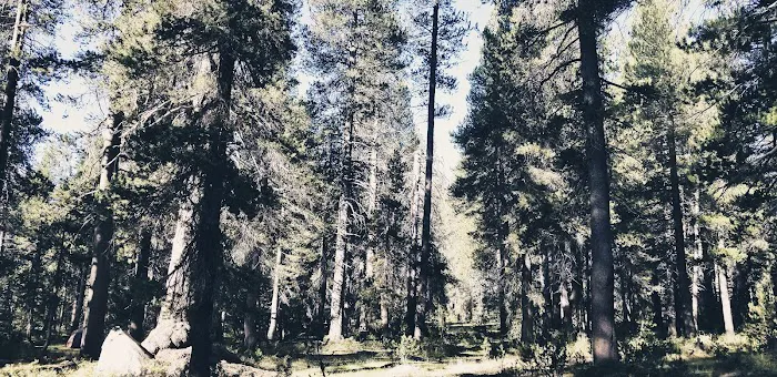 Badger Flat Campground Picture 9