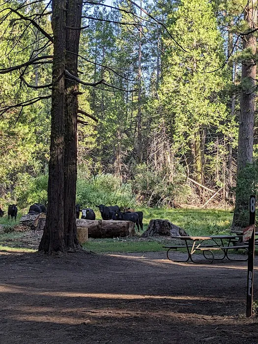 Kelty Meadow Campground Picture 3