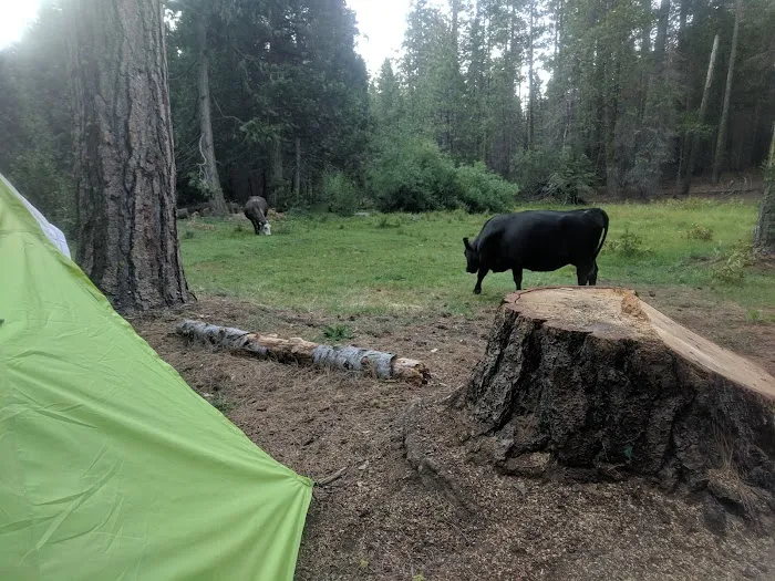 Kelty Meadow Campground - Office Picture 2