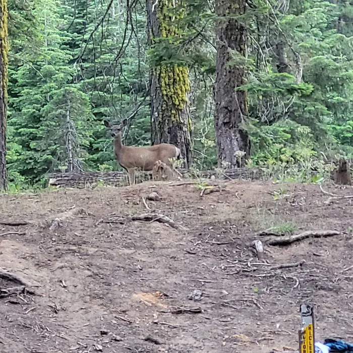 Little Sandy Campground Picture 7