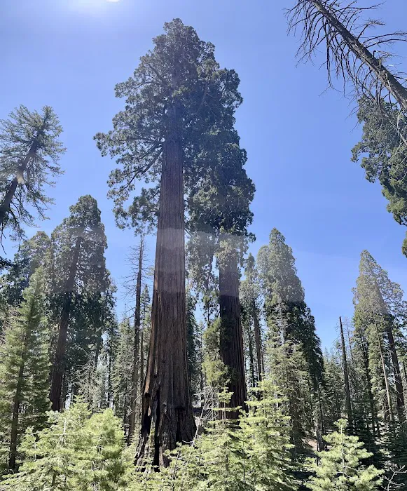 Wawona Campground Picture 7