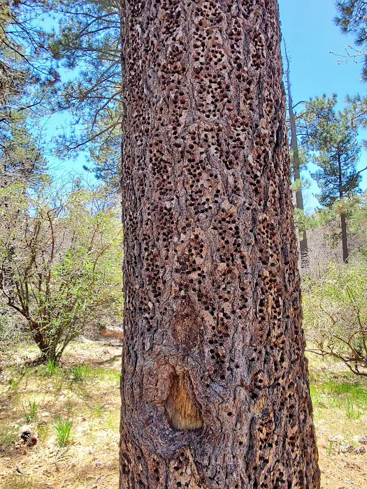 Laguna Campground Picture 5