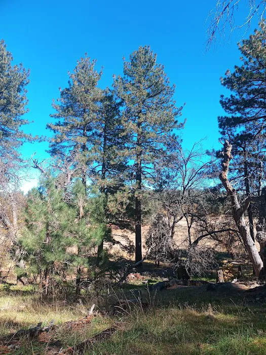 Laguna Campground Picture 4