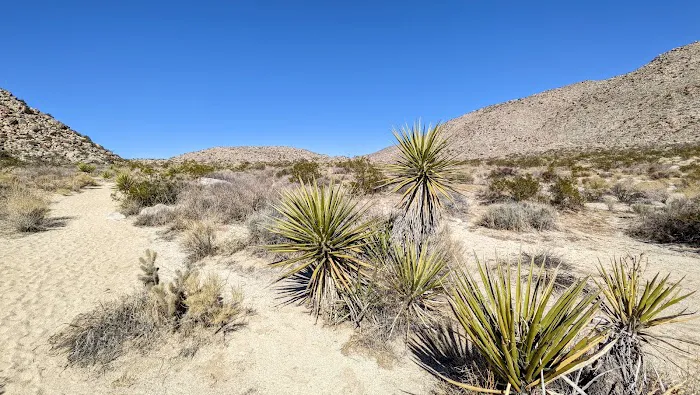 Blair Valley Campground Picture 2