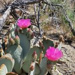 Paroli Homesite Campground