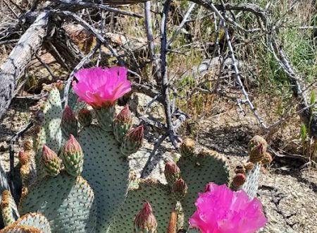 Paroli Homesite Campground