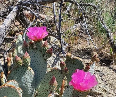 Paroli Homesite Campground