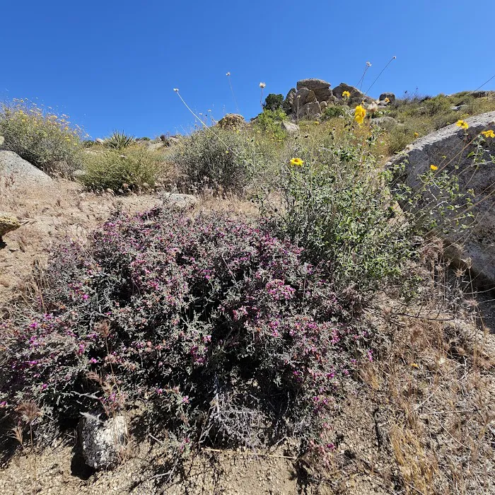 Culp Valley Primitive Campground Picture 8