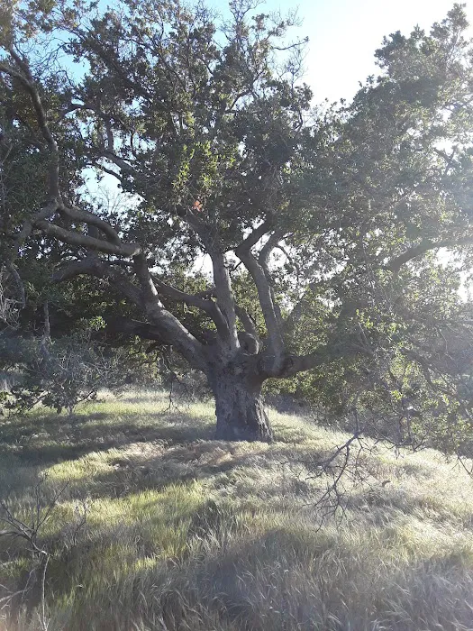 Thunderbird Oaks Mobile Home Community Picture 7