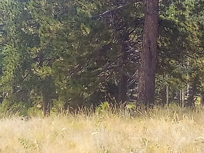 Springdale Campground Picture 7