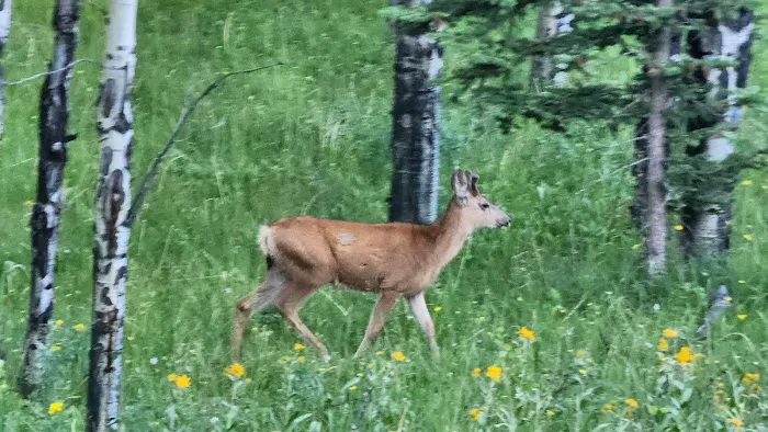 MEADOW RIDGE Picture 9