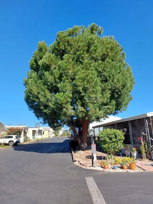 Charter Oak Mobile Home Estates Picture 1